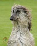 Afghan Hound 9R086D-062